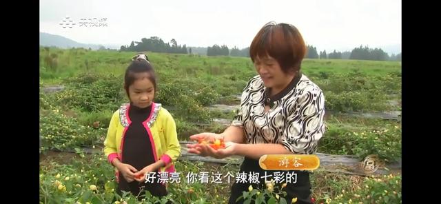 湖南男子承包100亩山地种辣椒，如今辣椒价格翻3倍，年销售400万