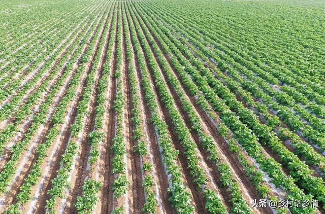 这些蔬菜秋天种植时效性强，不可错过季节，附四季种菜时间表