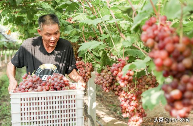 农村种葡萄要不要套养土鸡？这4个种葡萄的坑，你都遇到过哪些？