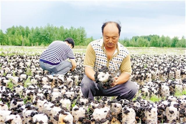 黑木耳露地代料高产栽培技术，管理的相关知识，让木耳变得更好