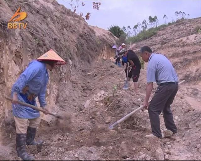 博白：大力发展油茶产业，助推乡村振兴