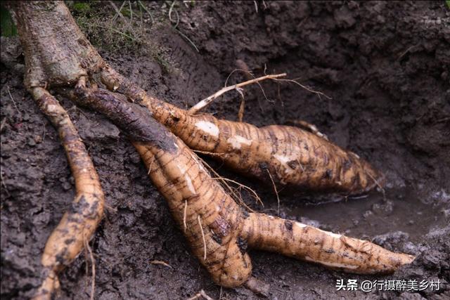 平富上寨葛根种植基地：掌握这些技巧，你也能将葛根种得又肥又壮