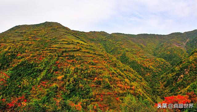 九寨沟党参的原始种植和加工，超乎你的想象