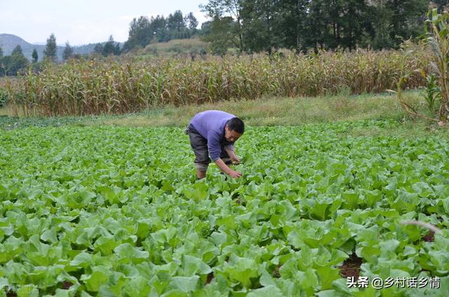 老大爷教我三个笨办法种植秋白菜，出苗齐没病害，棵大还好吃