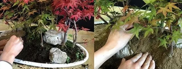 如何才能让红枫盆景色艳苗壮？从这六点着手，轻松养出好盆景