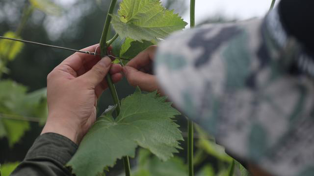 红提种植尤其需要注意是这一条，否则，赔大了