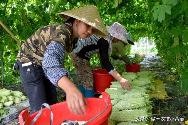 苦瓜如何种植才能更高产？防治苦瓜上的瓜实蝇有哪些好方法？