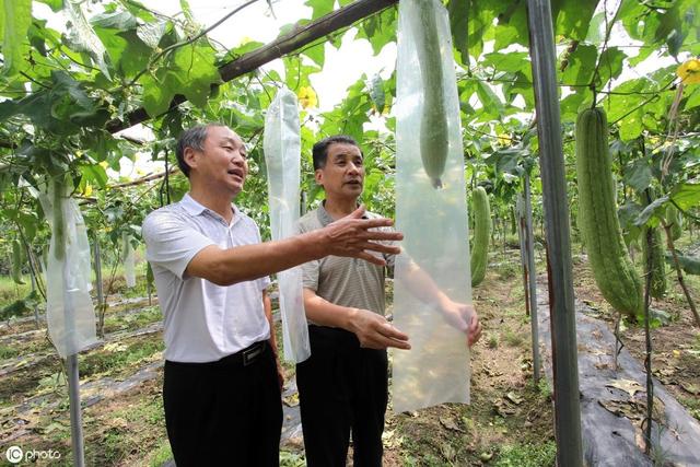 农民日光温室秋冬季种植丝瓜，要想丝瓜嫩又长，田间管理要到位