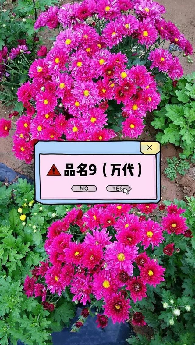 北京夏菊欣赏