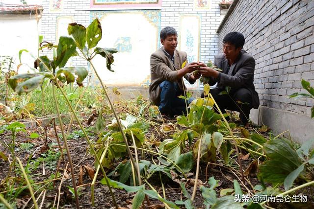 重楼移栽要怎么栽？重楼高产栽培需要注意的内容？重楼结果期施肥