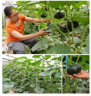 贝贝南瓜种植时间(贝贝南瓜大棚吊蔓高效栽培技术)