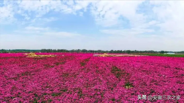 她，37岁回家乡创业，种植800亩芍药，采用独特经营模式年入千万