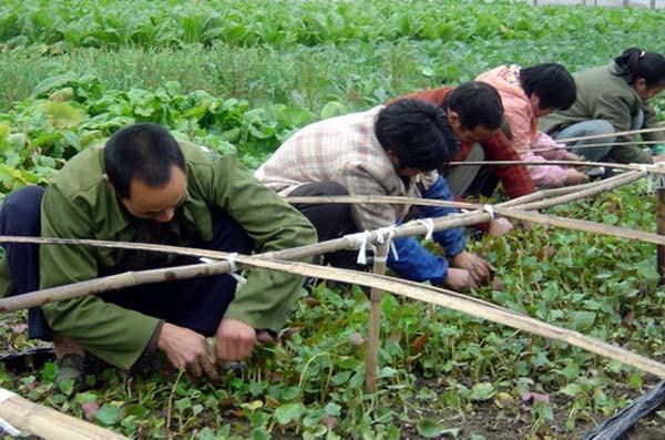 折耳根无公害高产种植方案，从选种到收获，建议收藏