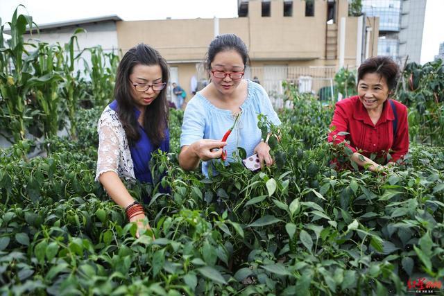 柚子皮种菜、辣椒水杀虫 现实版QQ农场现身成都人的阳台