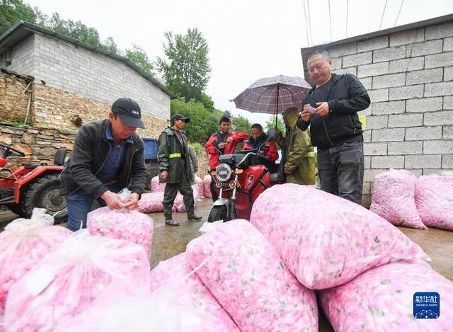 四川小金：玫瑰花铺出致富路