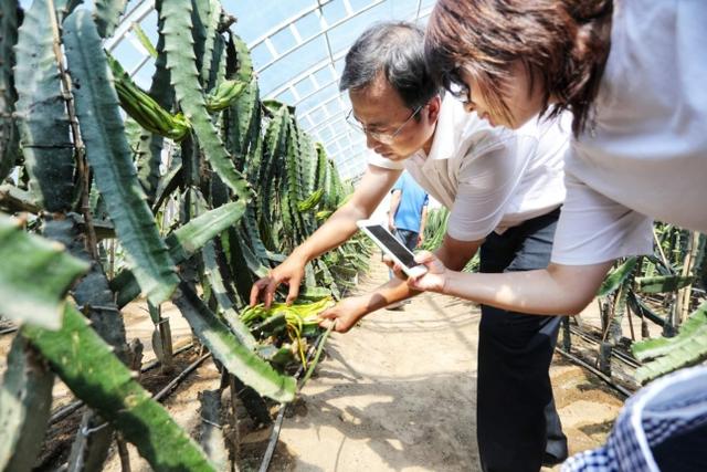 花香果蔬鲜 大棚田边话转型