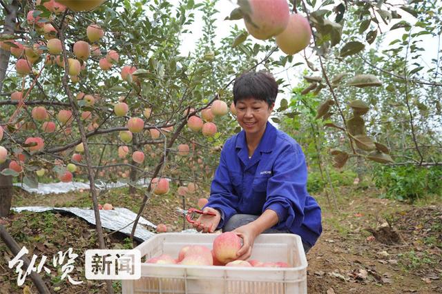 庆丰收 促和美｜河北“土特产”闪耀中国农民丰收节①：富岗苹果为什么这样红