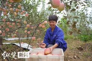 河北苹果种植(庆丰收 促和美｜河北“土特产”闪耀中国农民丰收节①：富岗苹果为什么这样红)