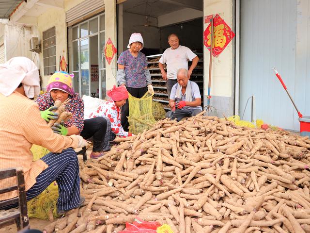 农民种植一种“土人参”，5亩收入24000元，窍门在哪里？