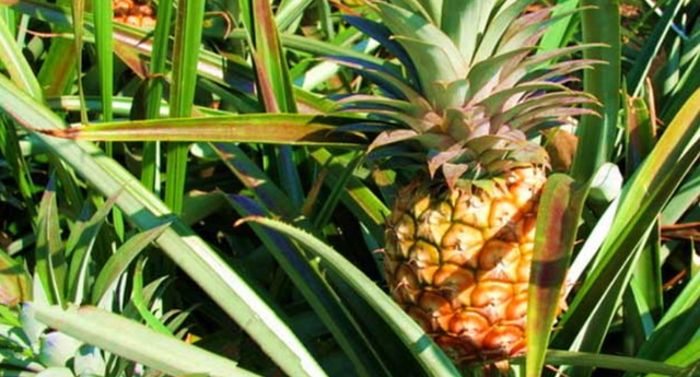 种菠萝要了解菠萝的生长习性，掌握种植技术，菠萝就能高产