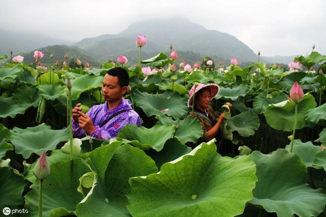 种植莲藕一亩竟然高达15000元，他是怎样管理的呢