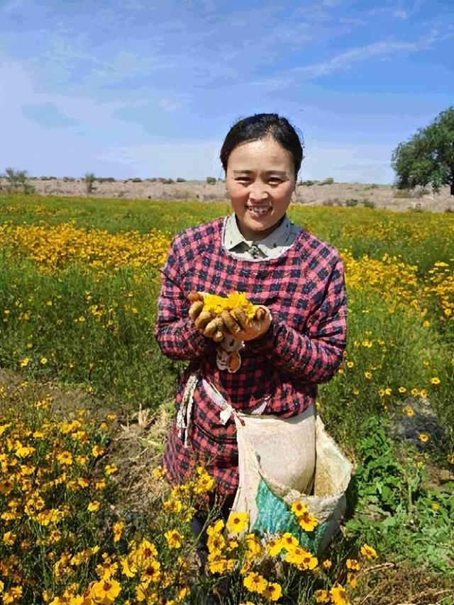 走进乡村看小康｜三千亩雪菊喜丰收 开出村民致富花