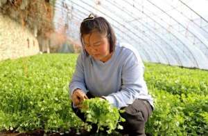 大棚种植油菜(内蒙古通辽市鲁北镇：大棚“种”出好年景)