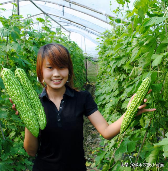 苦瓜如何种植才能更高产？防治苦瓜上的瓜实蝇有哪些好方法？