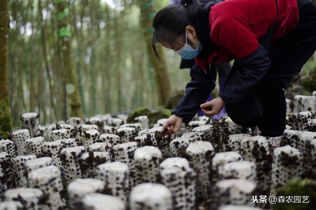 大光木耳栽培法，种植方法教给大家，想要学习的别错过哟