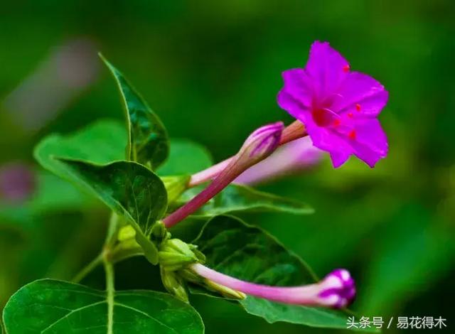 清明阳台种花，给您推荐如下