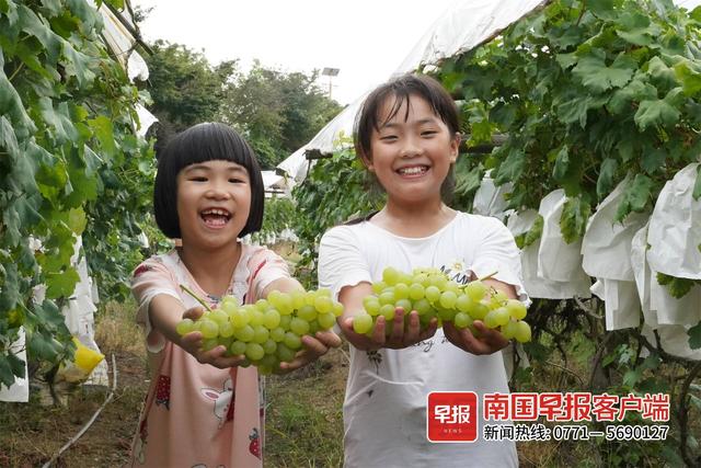 最是一年春好处丨广西：葡萄藤长出“富裕村”，才湾镇毛竹山的葡萄别样甜