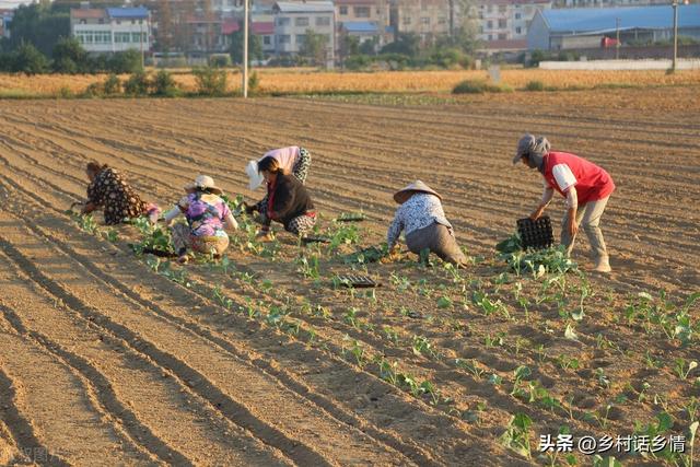 春天蔬菜，啥时候育苗？多少温度适合种植？什么温度可以移栽