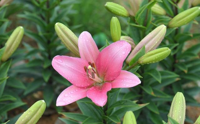 如何种植百合花，成活率高开花早？