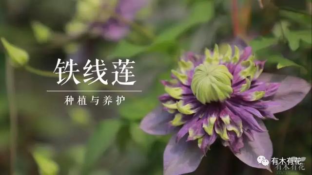 养好矮牵牛只要记住六个字——大水大肥大太阳！