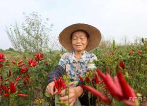 朝天椒种植成本(【丰收进行时】火红朝天椒映红幸福脸)