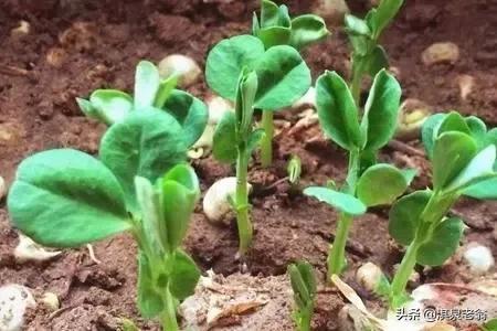 春种豌豆，必要的五项措施
