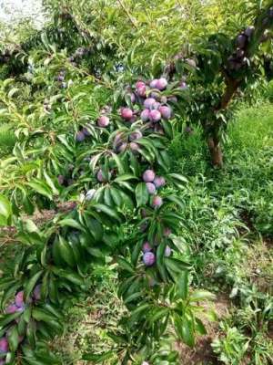 家庭种植什么水果好(院子里种这五款果树，成本低，好养活，结果多，自己种着吃才实惠)