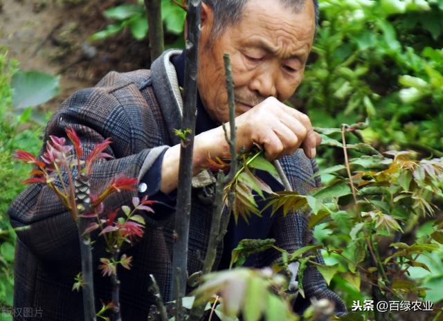 大棚香椿高产高效栽培技术，老农告诉你这几种栽培方法，产量更高