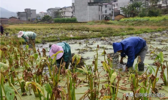 一亩能产3000斤，种植5亩地一年纯赚20万？农村暴利种植！