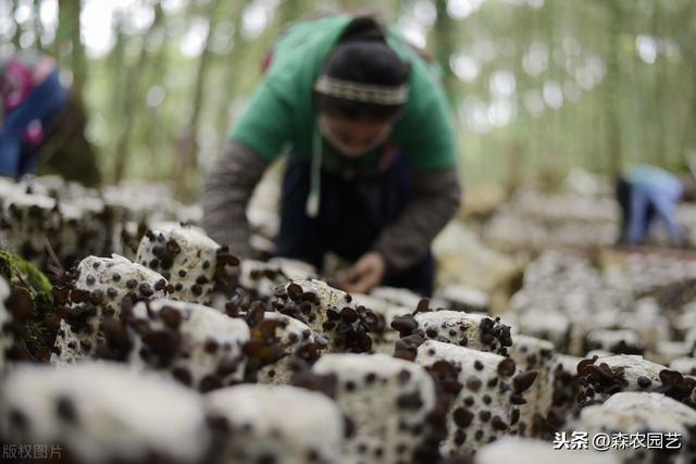 大光木耳栽培法，种植方法教给大家，想要学习的别错过哟