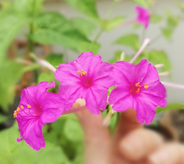 一种花，路边捡点种子种花盆，发芽快长得旺超级美，开花一茬茬