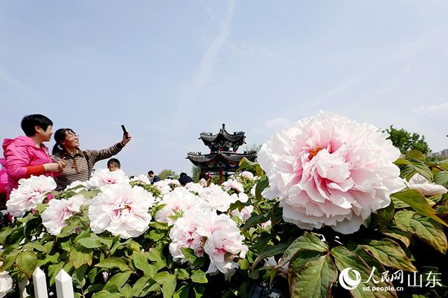 山东菏泽：牡丹竞相绽放 赏花正当时