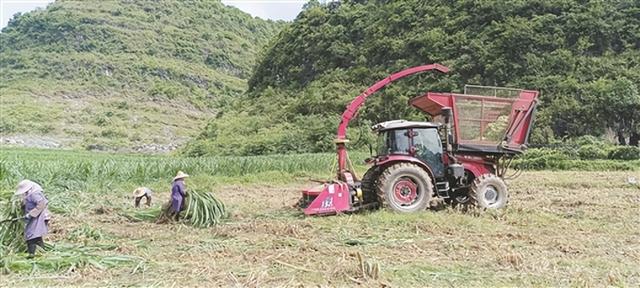 广西粮改饲又上层楼