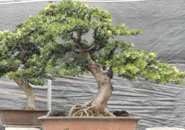 3种“植物”奇特，虽生长在“山上”，却能养成“盆景树”，名贵