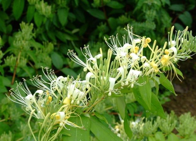 金银花树种植技术简单，掌握好要点，细心种植收获巨大