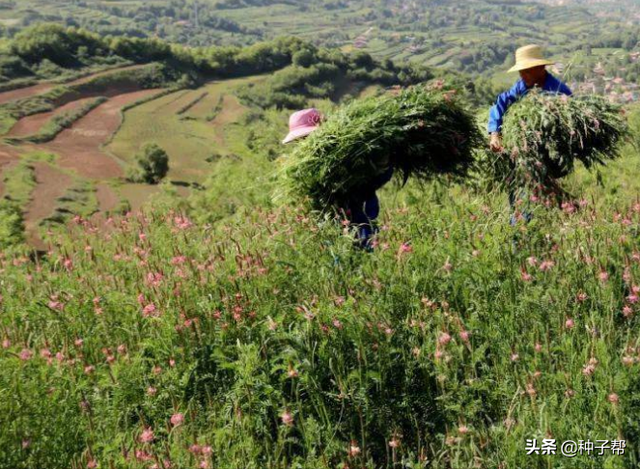 亩产5000-6000公斤的红豆草，种植技术要掌握，营养和苜蓿相当