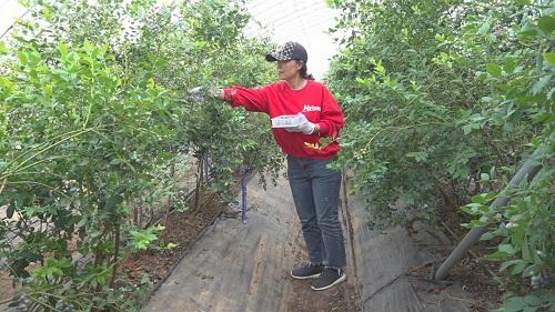 烟台莱州：小蓝莓大经济 特色种植有“钱”景