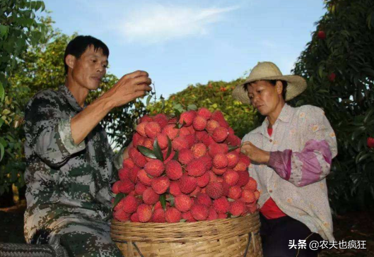 荔枝中的巨无霸，长在火山岩石缝中，果大如鸡蛋，人称“荔枝王”