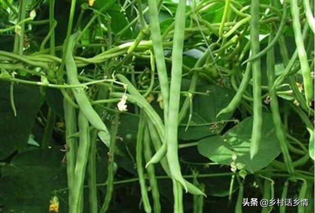 架豆、芸豆、豇豆为啥结荚少？老农教你几个方法，豆角挂满架