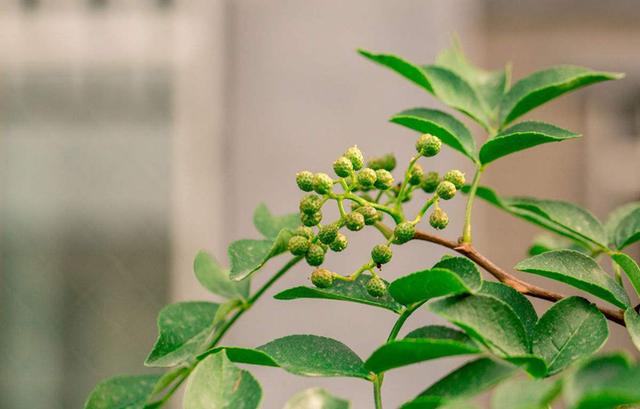 花椒树栽培技术｜栽植管理技术